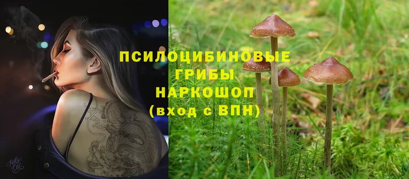 Галлюциногенные грибы Cubensis  Белый 